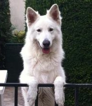 Del lupo de la Grange aux Blancs