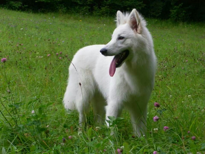 Irkane de la Grange aux Blancs
