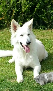 Jasper de la Grange aux Blancs