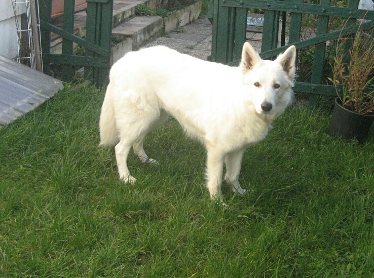 Inook de la Grange aux Blancs