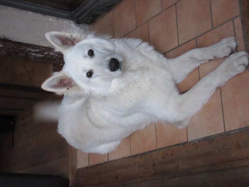 Juko de la Grange aux Blancs