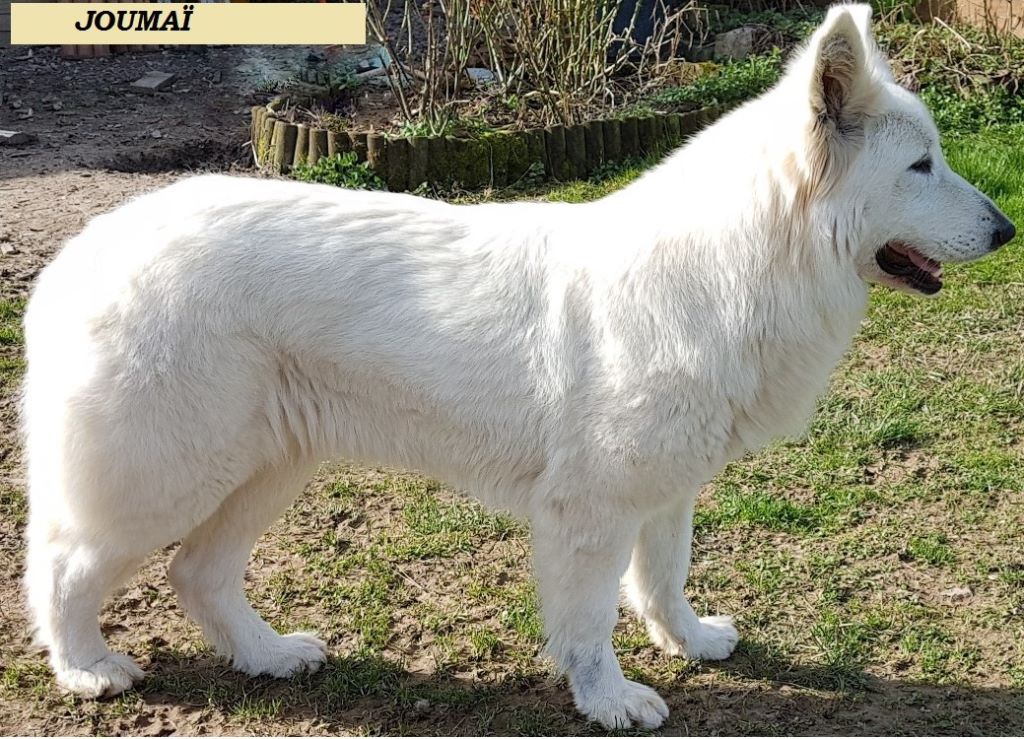 Joumaï de la Grange aux Blancs