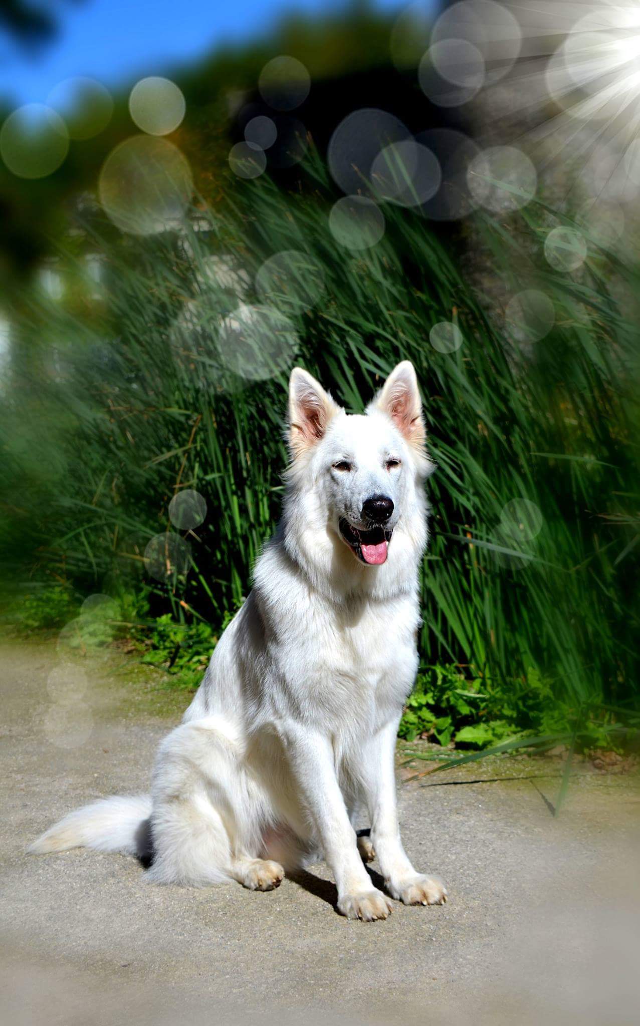 Mc shadow de la Grange aux Blancs