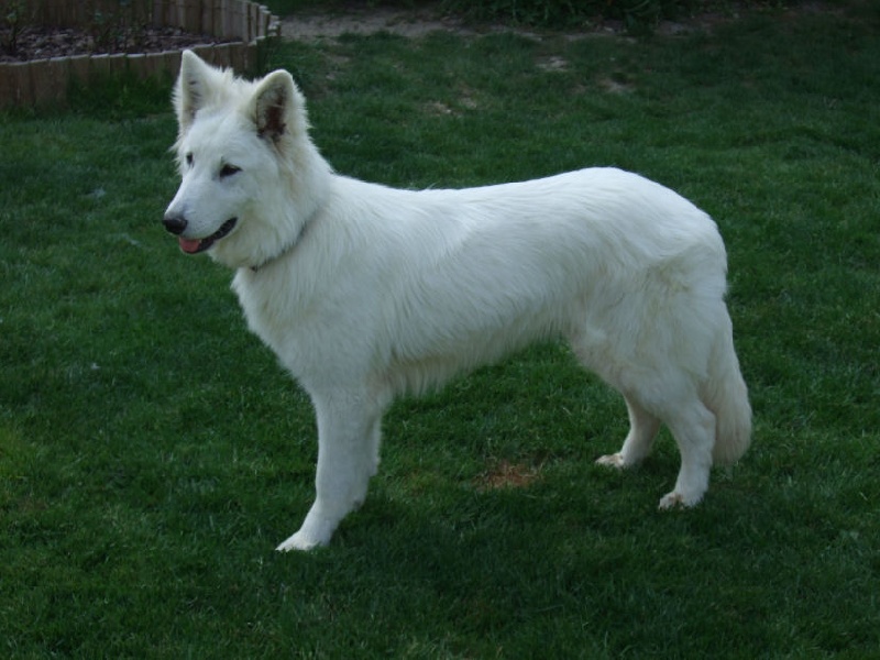 DJENA