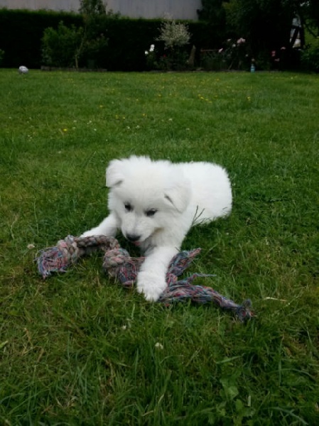 de la Grange aux Blancs - Berger Blanc Suisse - Portée née le 29/04/2014
