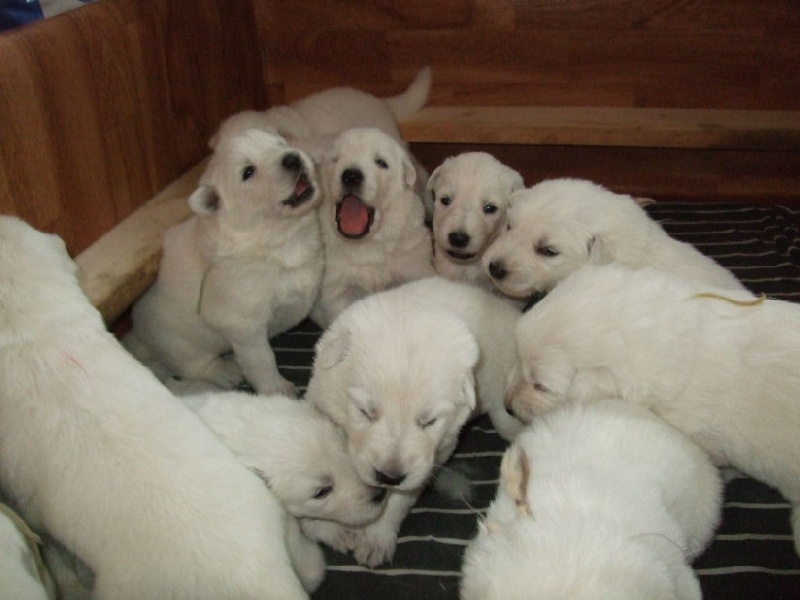 de la Grange aux Blancs - Berger Blanc Suisse - Portée née le 29/10/2009
