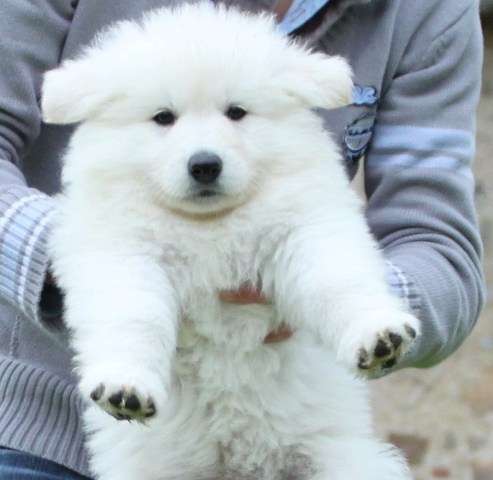 de la Grange aux Blancs - Berger Blanc Suisse - Portée née le 28/03/2013
