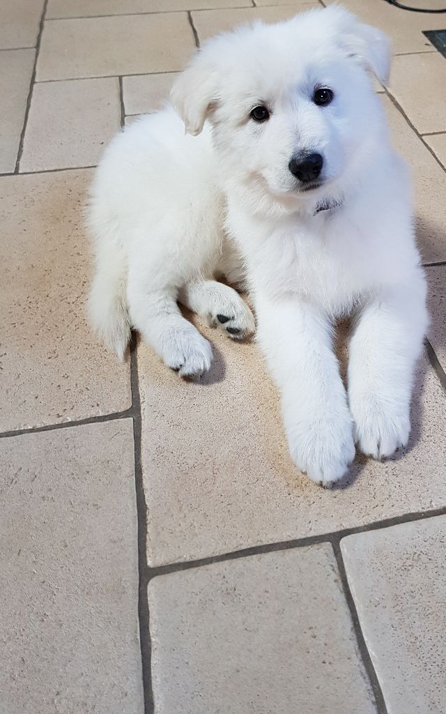 de la Grange aux Blancs - Berger Blanc Suisse - Portée née le 08/12/2017