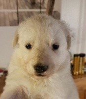 NAÏKA - CHIOT sans collier