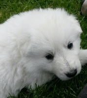 CHIOT COLLIER VERT CLAIR - JENKA
