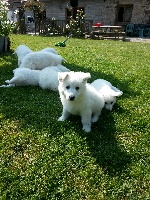 CHIOT COLLIER BLEU CLAIR - JUKO