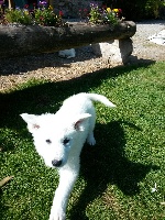 CHIOT COLLIER PARME - JUPY