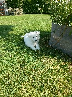 CHIOT COLLIER JAUNE - JOUMAÏ
