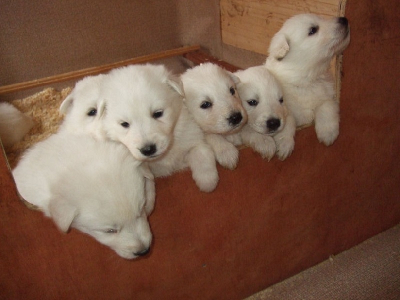 de la Grange aux Blancs - Berger Blanc Suisse - Portée née le 09/09/2008