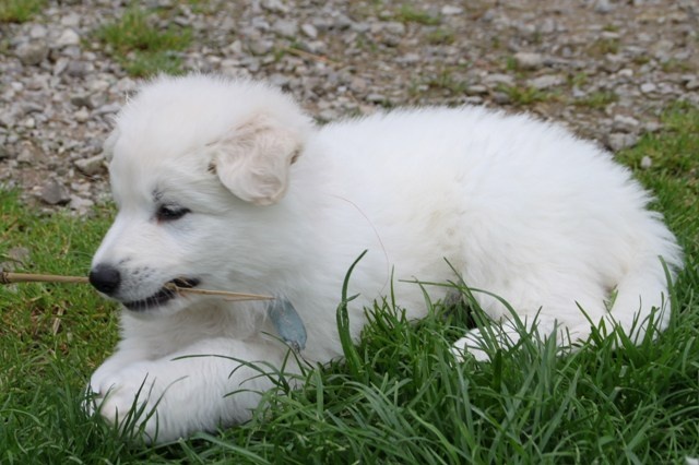 de la Grange aux Blancs - Berger Blanc Suisse - Portée née le 28/03/2013